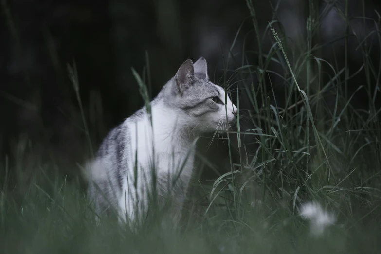 a cat that is sitting in the grass, by Attila Meszlenyi, unsplash, renaissance, white and grey, low lighting, hunting, low-light photograph