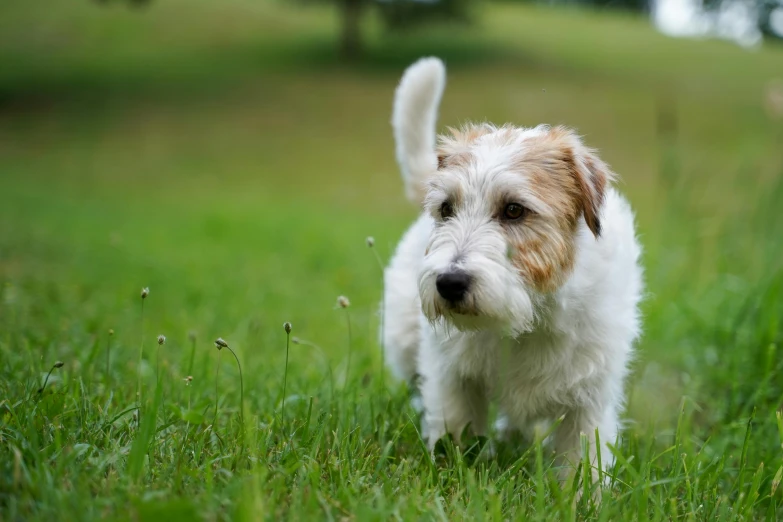 a small white dog standing on top of a lush green field, lawns, malt, walking towards camera, screensaver