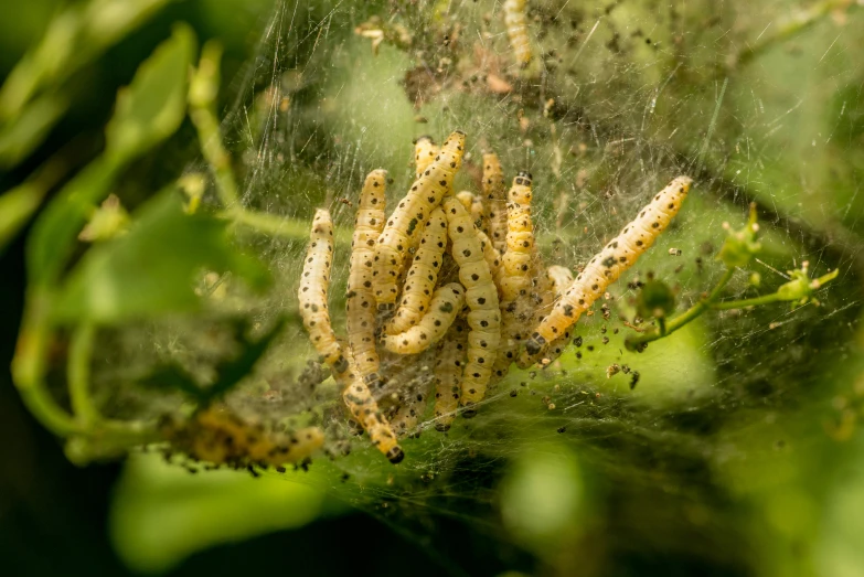 a close up of a bug in a spider web, brood spreading, organic matter, the caterpillar, laura watson