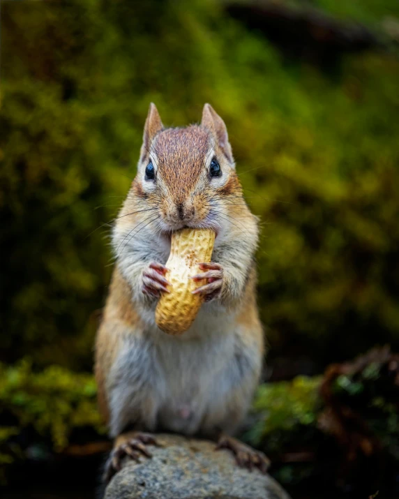 a squirrel sitting on top of a rock eating a piece of food, inspired by Chippy, pexels contest winner, renaissance, corn, all looking at camera, gif, gold