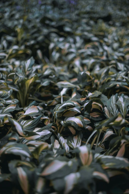 a bunch of plants that are in a field, a macro photograph, inspired by Elsa Bleda, trending on unsplash, photorealism, ramps, photo taken on fujifilm superia, camouflage, 8k 50mm iso 10