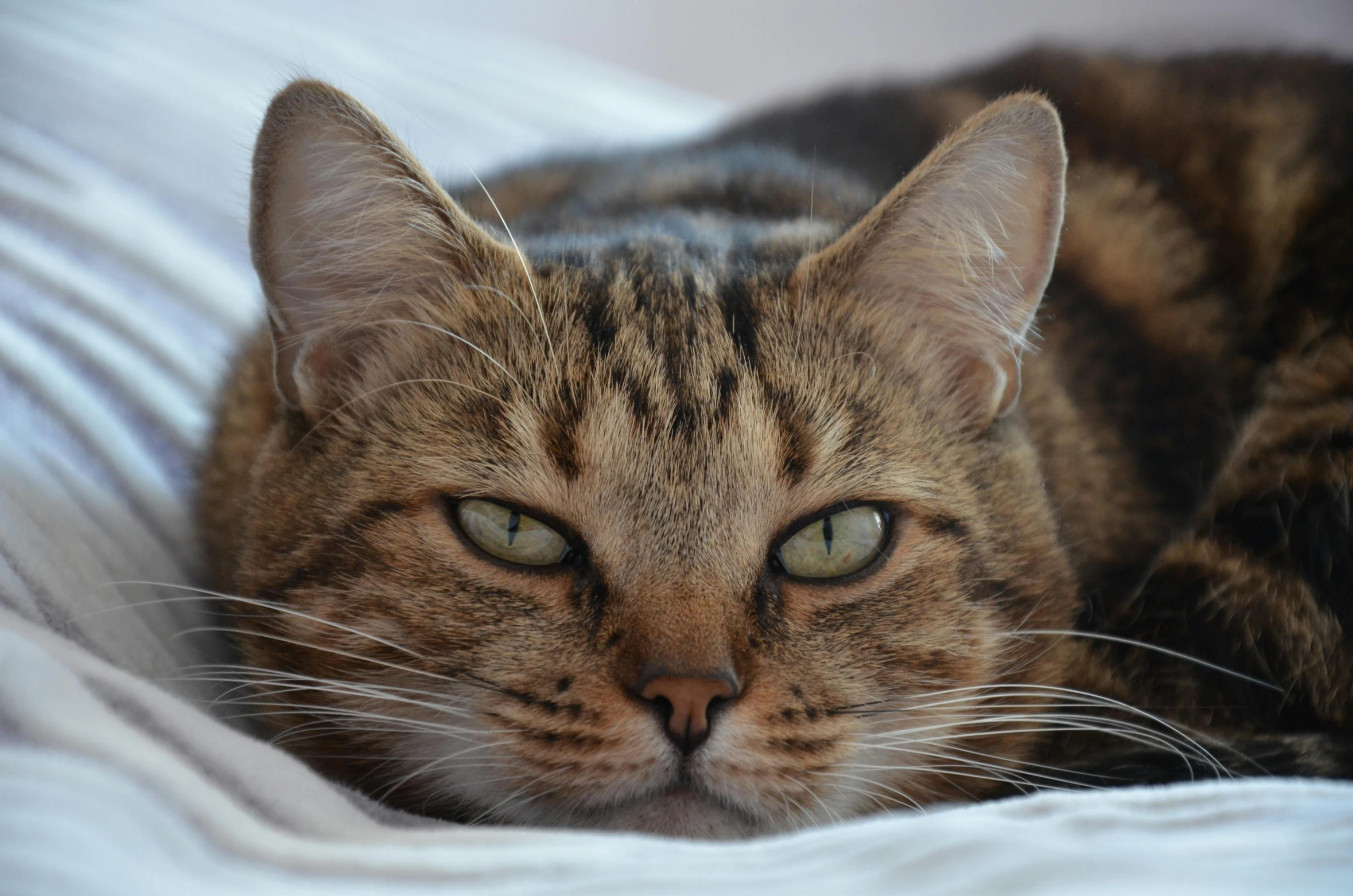 a close up of a cat laying on a bed, a portrait, unsplash, brown, scowling, looking smug, slightly tanned