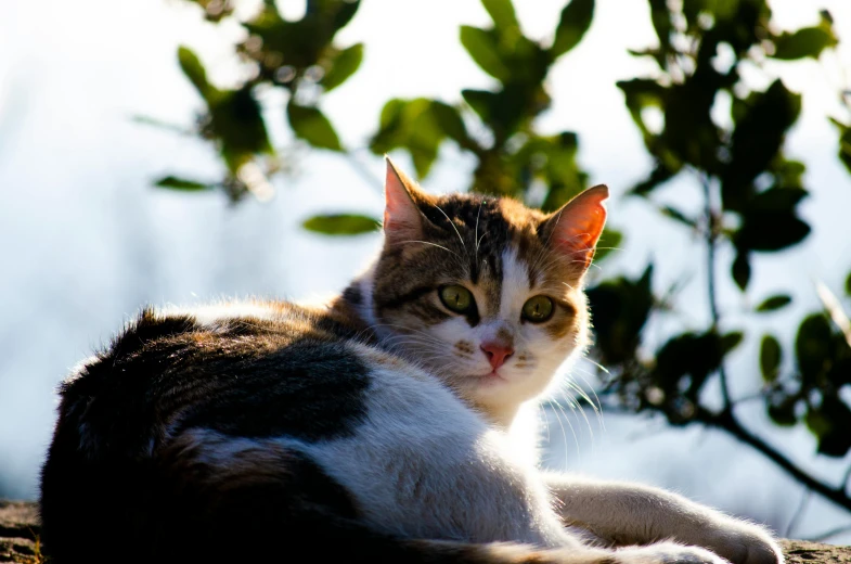 a close up of a cat laying on a rock, sitting under a tree, in the sun, avatar image, pet animal