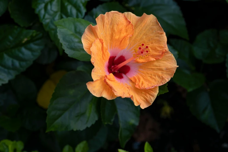 a close up of a flower on a plant, pexels contest winner, hurufiyya, baroque hibiscus queen, (light orange mist), tropical foliage, multicolored