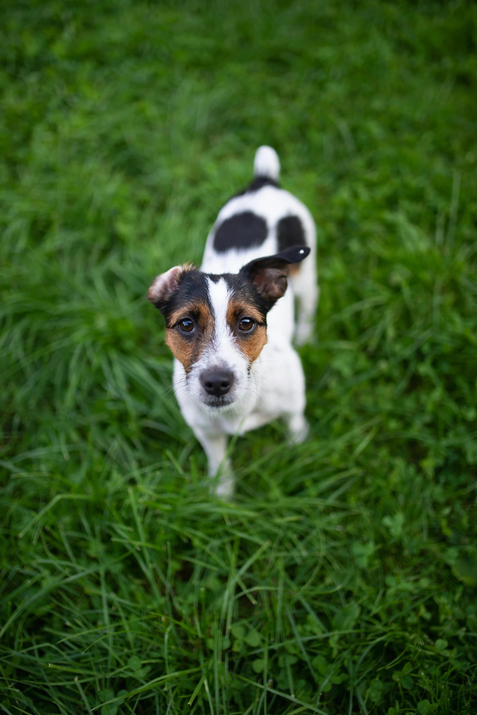 a small dog standing on top of a lush green field, square, jack russel terrier surprised, shot with sony alpha, terrifying :7