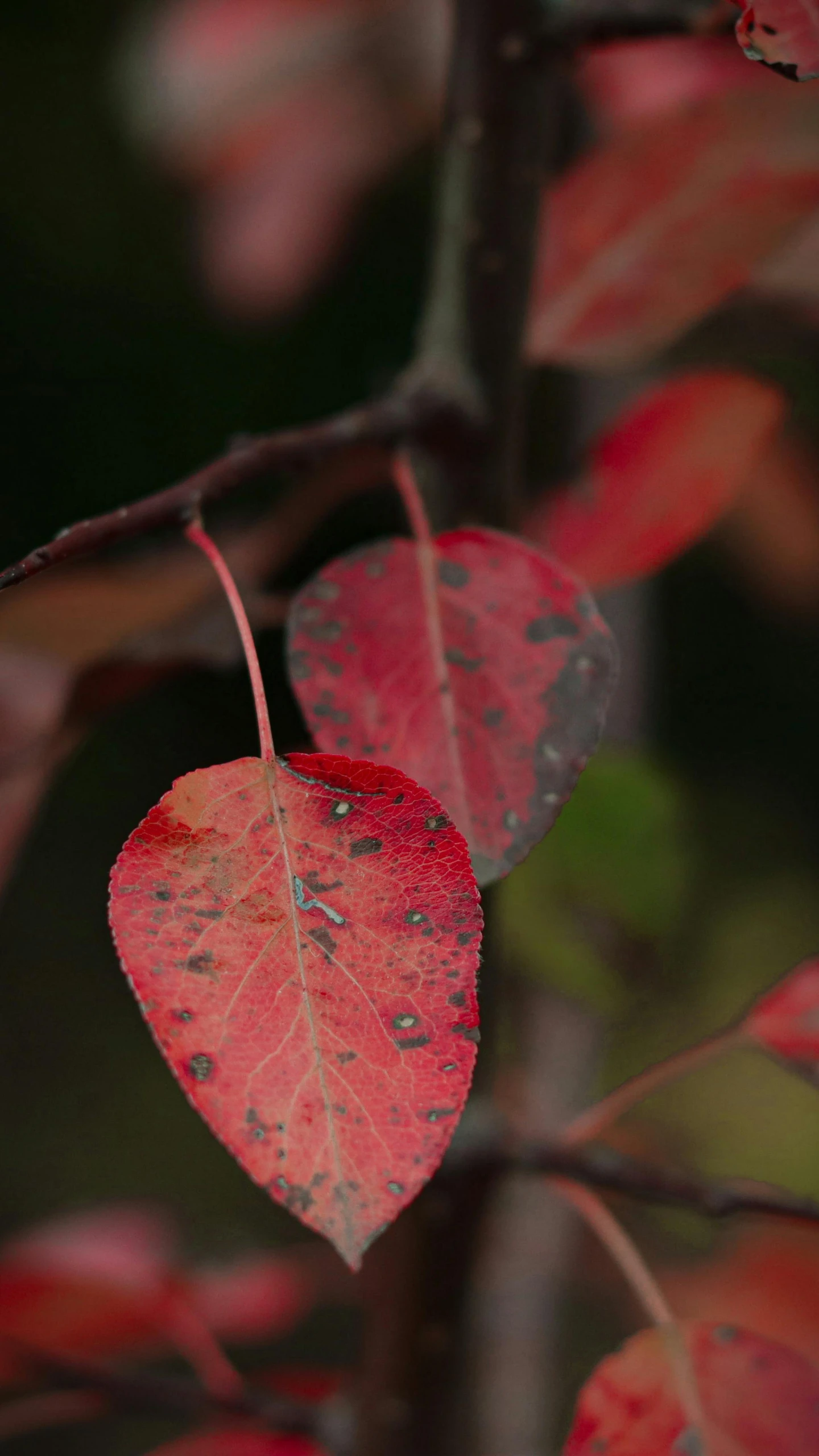 a close up of a leaf on a tree, an album cover, by Dave Allsop, unsplash, dull red, shot on sony alpha dslr-a300, autum, betula pendula