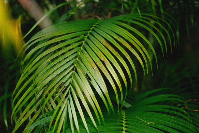 a close up of a leaf of a palm tree, pexels, hurufiyya, overgrown with huge ferns, avatar image, agfa film, instagram post