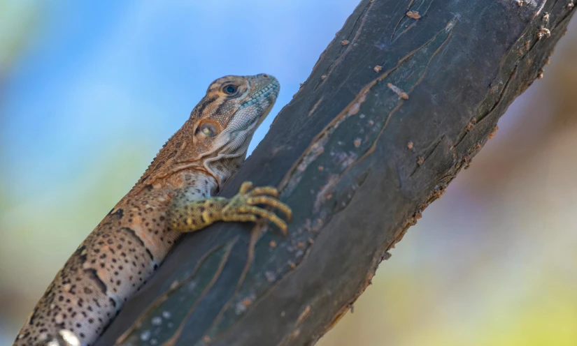 a lizard sitting on top of a tree branch, by Gwen Barnard, pexels contest winner, australia intricate, panels, brown, an afghan male type