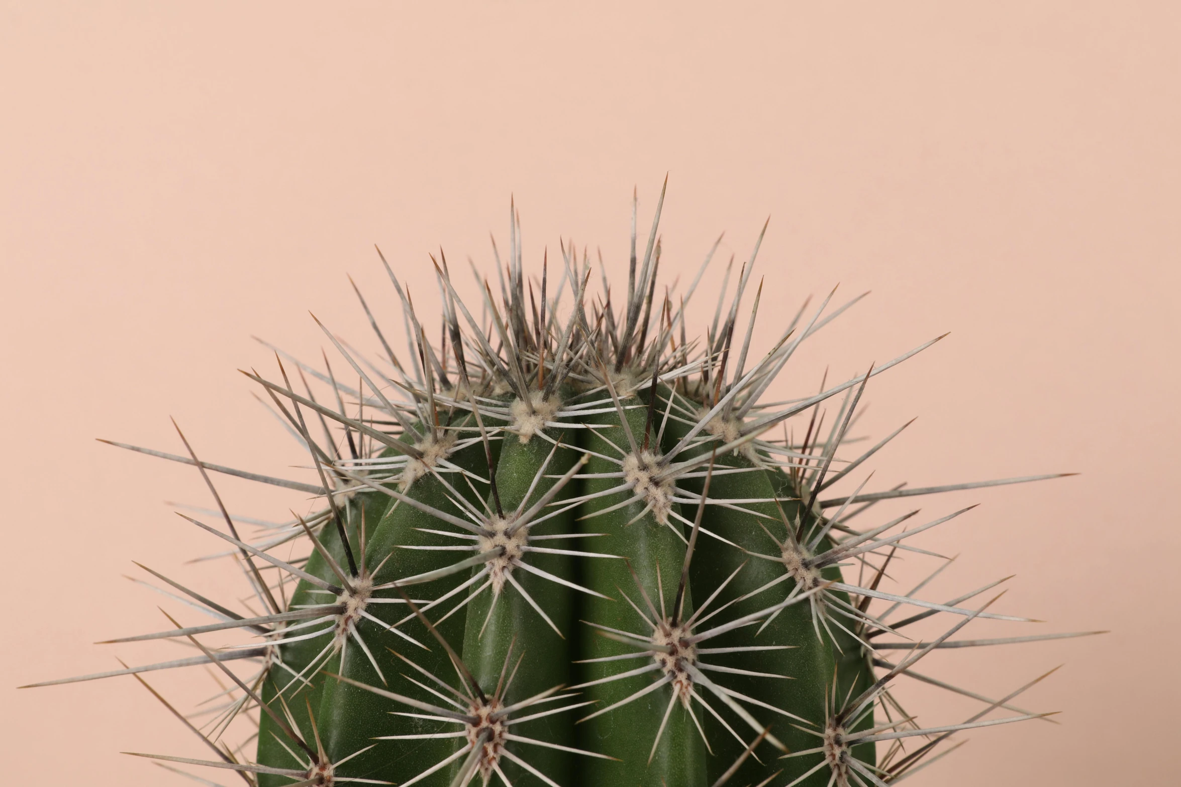 a close up of a cactus plant on a table, an album cover, inspired by Elsa Bleda, trending on unsplash, postminimalism, light pink background, thin spikes, highly detailed. smooth, pointè pose