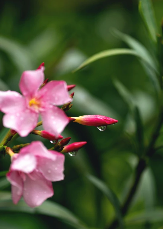 a pink flower with water droplets on it, by david rubín, unsplash, multiple stories, blooming tropical flowers, jasmine, misty weather