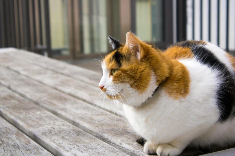 a calico cat sitting on top of a wooden table, unsplash, an obese, gazing off into the horizon, on the sidewalk, high resolution photo