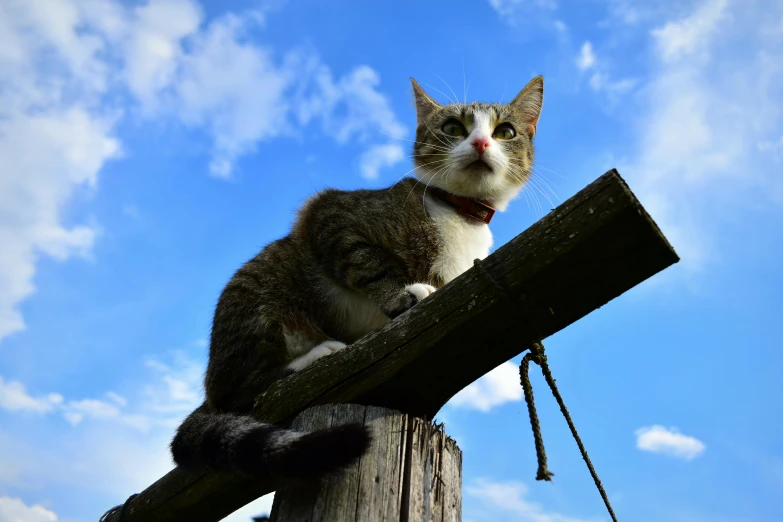 a cat sitting on top of a wooden post, looking at the sky