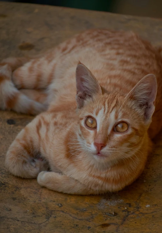 a close up of a cat laying on a table, samburu, orange hue, sitting on the ground, often described as flame-like