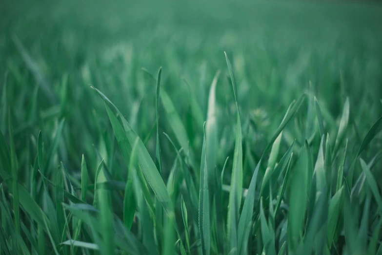 a close up of a field of green grass, a picture, unsplash, visual art, rectangle, green, muted green, 8 k smooth