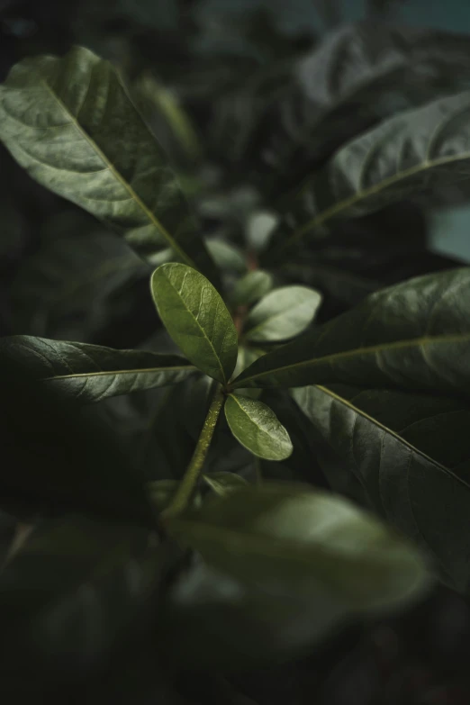 a close up of a plant with green leaves, trending on pexels, dark background”, full frame image, lush trees, muted