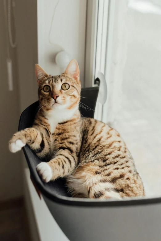 a cat sitting in a cat bed on a window sill, by Julia Pishtar, pexels contest winner, sitting on designer chair, shrugging, dynamic closeup, spotted