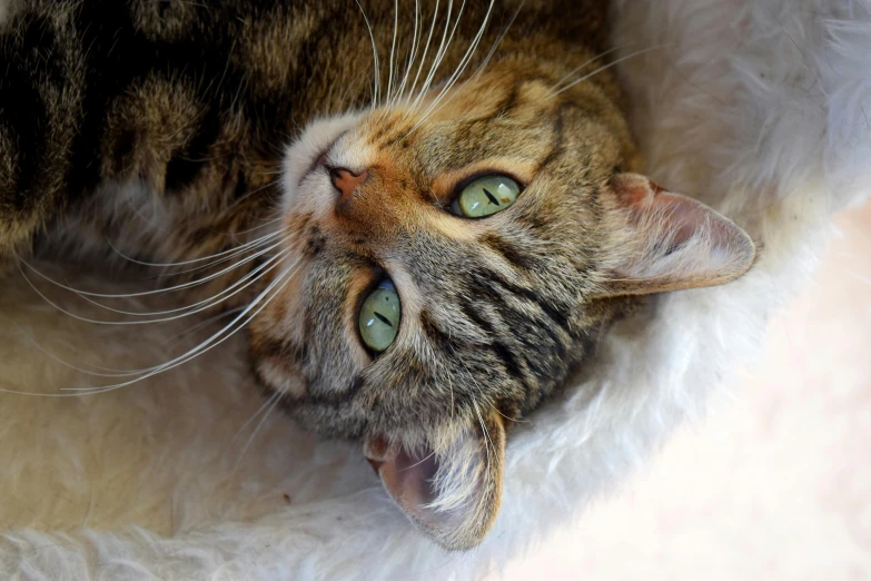 a close up of a cat laying on a bed, a portrait, pixabay contest winner, looking down on the camera, regal pose, young female, high quality photo