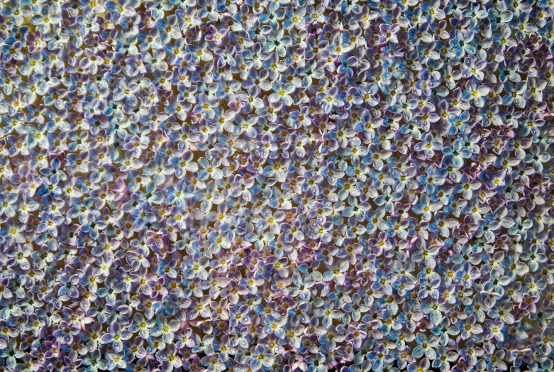 a close up of a painting of a bunch of flowers, inspired by Howardena Pindell, flickr, pointillism, vortex of plum petals, oil on canvas high angle view, beautiful hyperdetailed, hydrangea