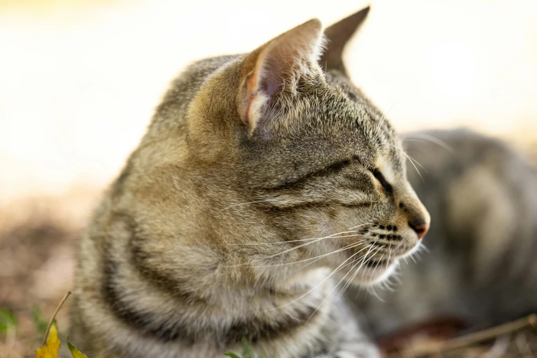 a close up of a cat laying in the grass, a portrait, unsplash, side profile shot, brown, grey, portait image