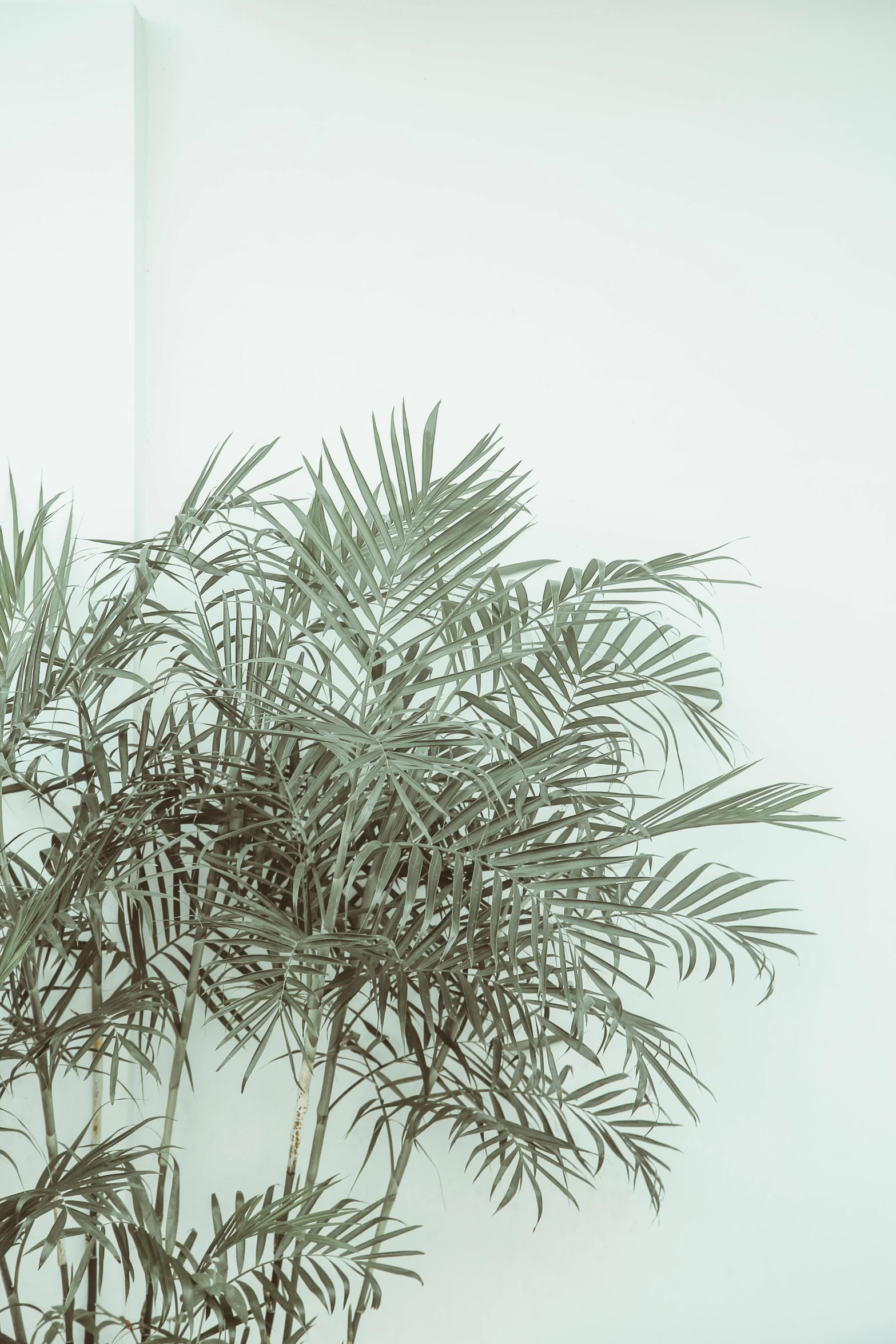 a potted plant in front of a white wall, inspired by Elsa Bleda, trending on unsplash, gray color, exotic trees, fronds, low iso