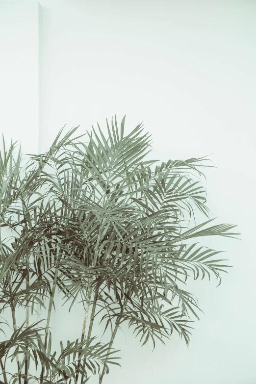 a potted plant in front of a white wall, inspired by Elsa Bleda, trending on unsplash, gray color, exotic trees, fronds, low iso