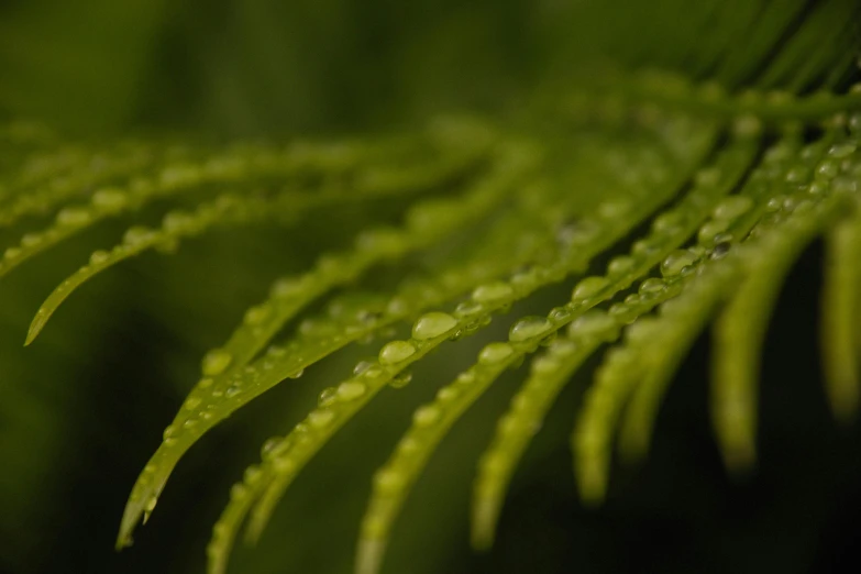 a close up of a leaf with water droplets on it, by Jan Rustem, unsplash, hurufiyya, tree ferns, willow plant, avatar image