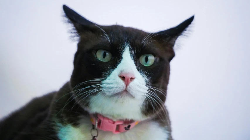 a black and white cat wearing a pink collar, unsplash, facing the camera, various posed, concerned, close-up photo