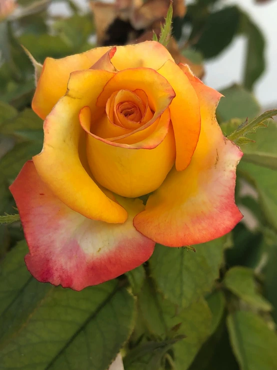 a rose that is in some kind of bush