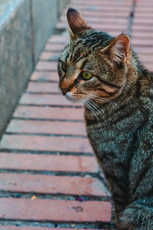 a close up of a cat sitting on a brick walkway, posing for a picture, multiple stories, tabaxi male, thoughtful )