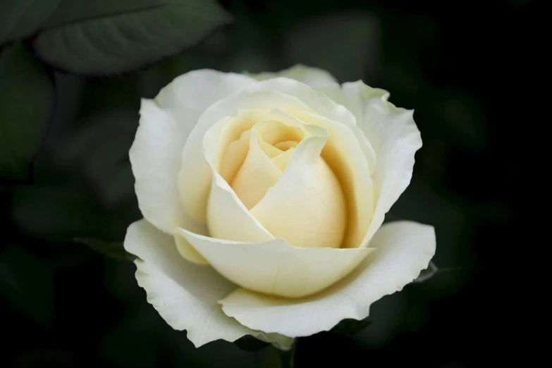 a white rose with lots of dark green leaves