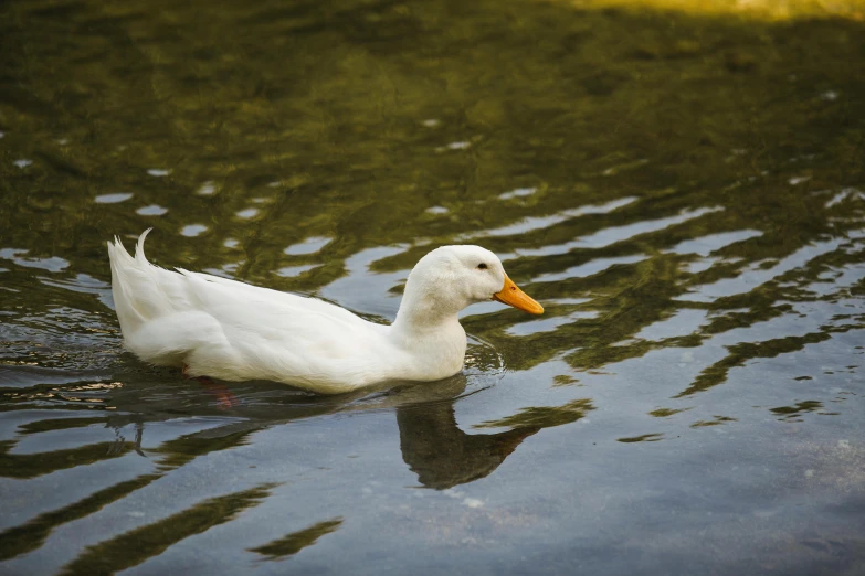 a white duck floating on top of a body of water, by Jacob Duck, pexels contest winner, fan favorite, albino, ready to eat, low quality photo