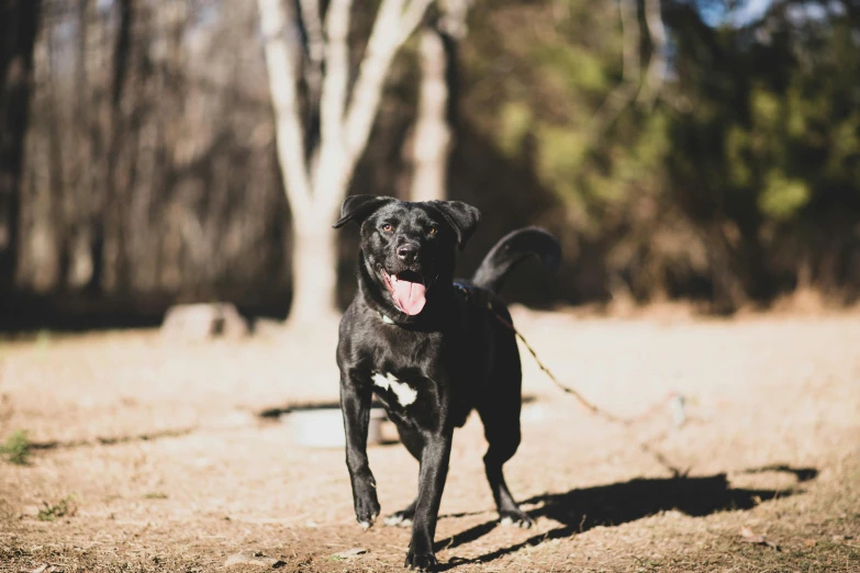 a black dog standing on top of a grass covered field, smiling playfully, unsplash photography, pits, at a park