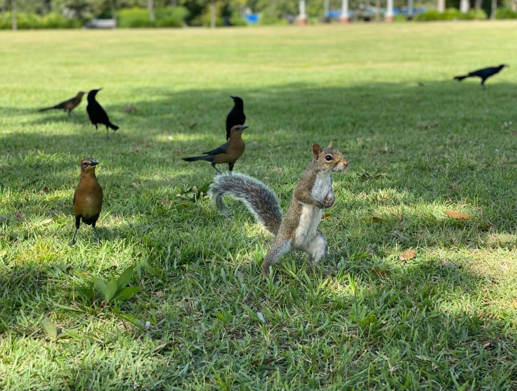 a group of birds standing on top of a lush green field, by Bernie D’Andrea, pexels contest winner, photorealism, servant squirrels, florida man, at a park, walking towards camera