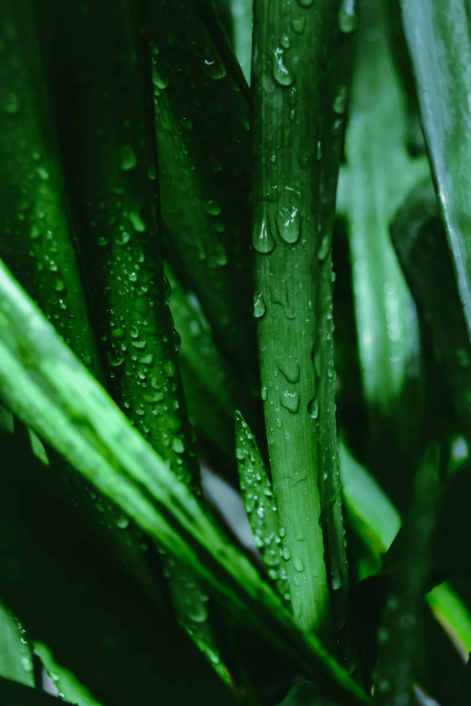 a close up of a plant with water droplets on it, inspired by Exekias, green flags, sleek spines, bamboo, humid ground