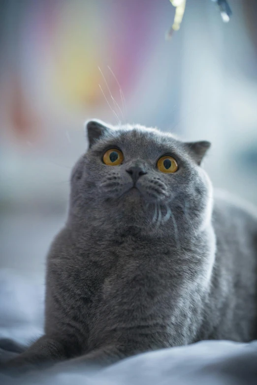 a close up of a cat laying on a bed, trending on unsplash, arabesque, looking surprised, looking upwards, grey, scottish fold