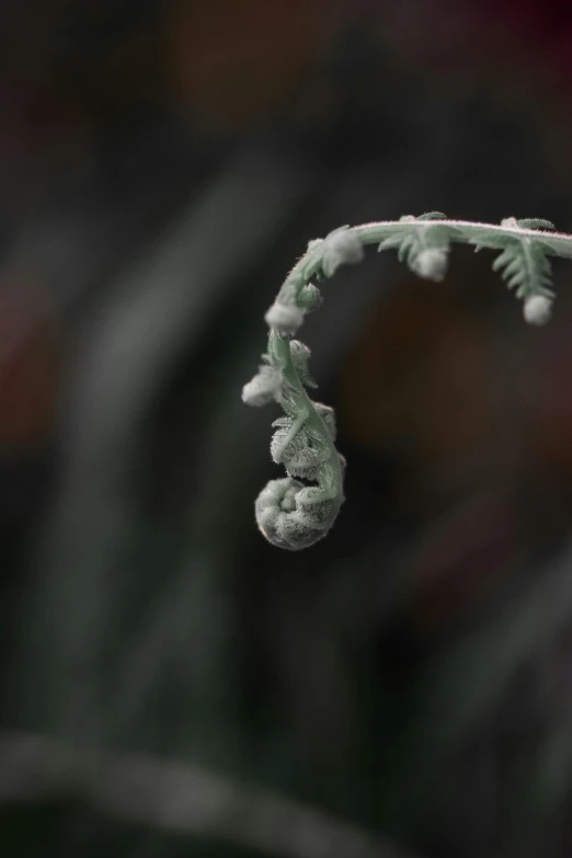 a close up of a plant with snow on it, a macro photograph, unsplash, realism, sitting on a curly branch, psychedelic fern, grey mist, ignant