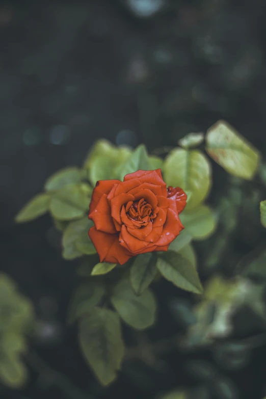 a orange rose is surrounded by green leaves