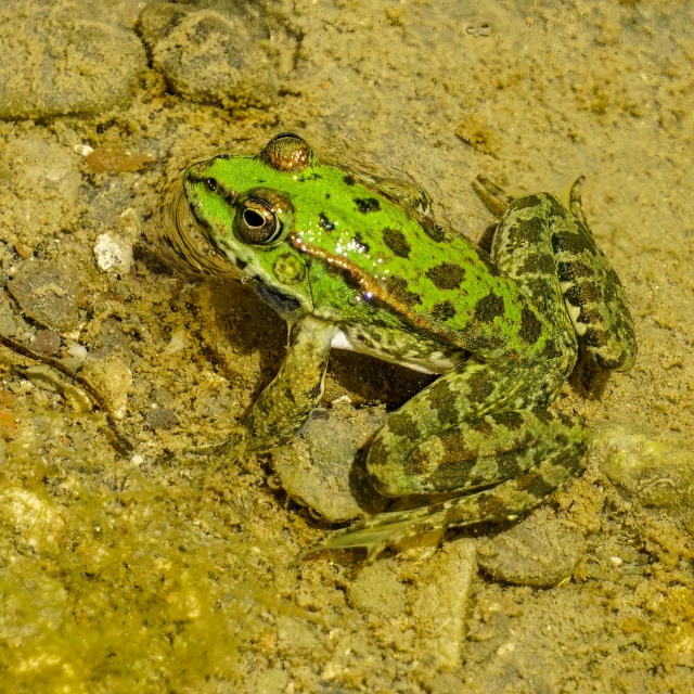 a frog that is sitting in the dirt, photo of green river, standing on rocky ground, alexandros pyromallis, high res photo