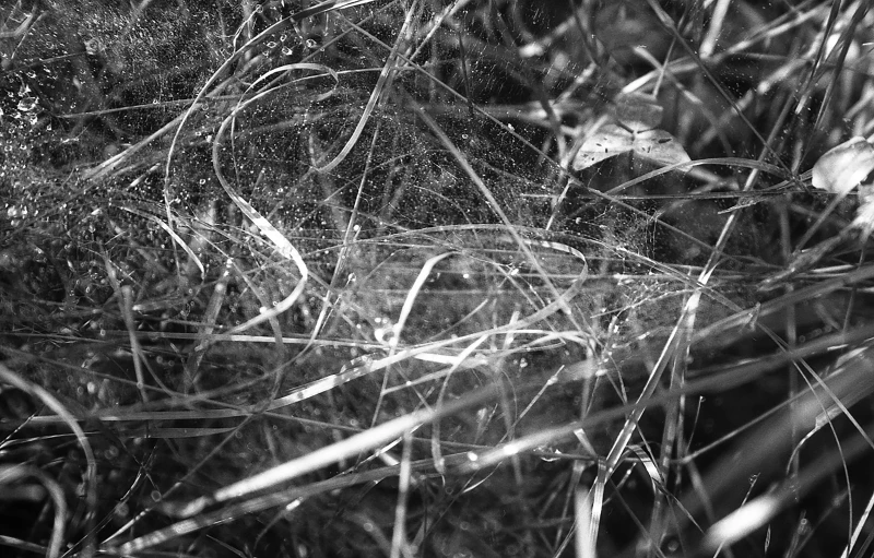 a black and white photo of a spider web, a macro photograph, by Mirko Rački, net art, overgrown grass, fibres trial on the floor, ( ( abstract ) ), lowres