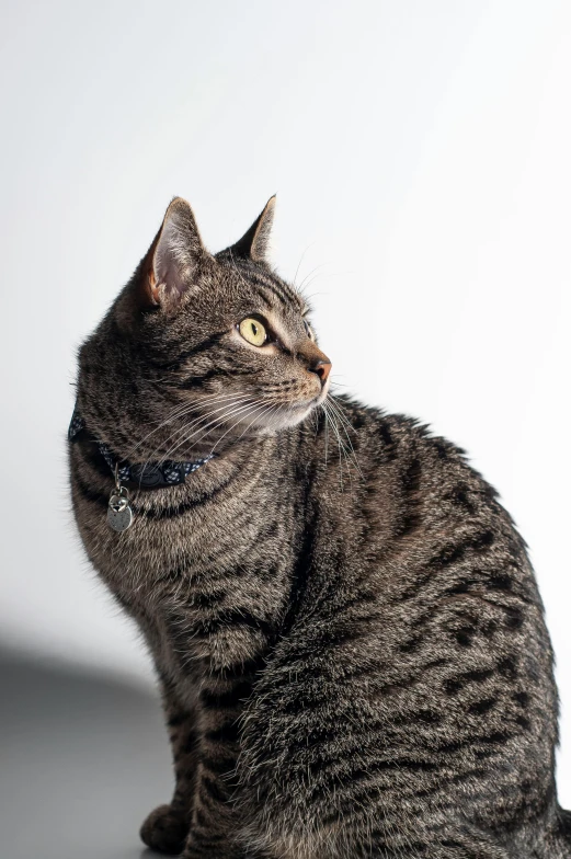 a close up of a cat sitting on a table, around a neck, on a gray background, shot with sony alpha, back - lit