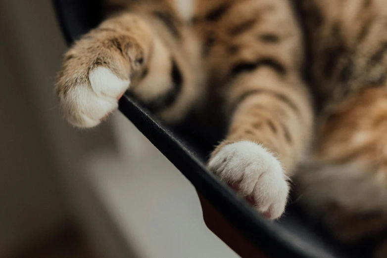 a close up of a cat laying on a chair, trending on pexels, happy toes, bending down slightly, paw pads, curved