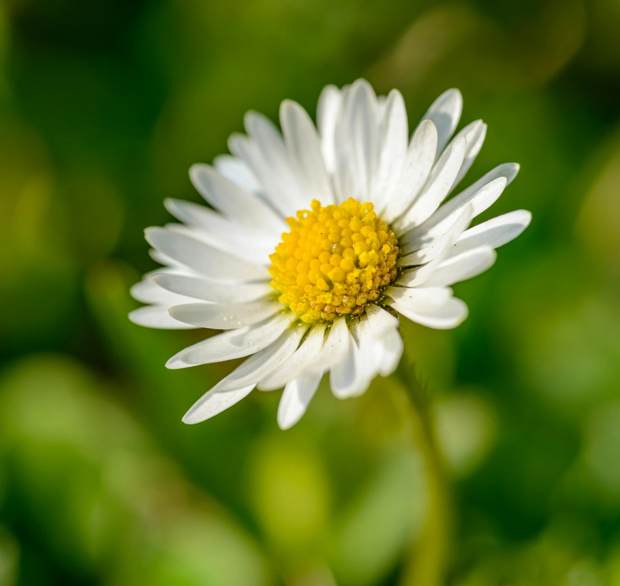 a close up of a white flower with a yellow center, by Matthias Stom, pexels contest winner, fan favorite, chamomile, sunny day time, scandinavian