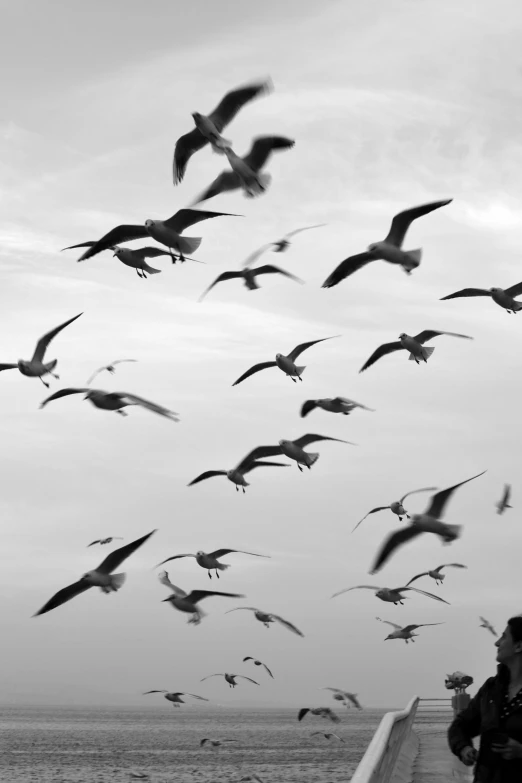 a flock of birds flying over a pier, inspired by Sergio Larraín, 15081959 21121991 01012000 4k, eyes, birds f cgsociety, 240p