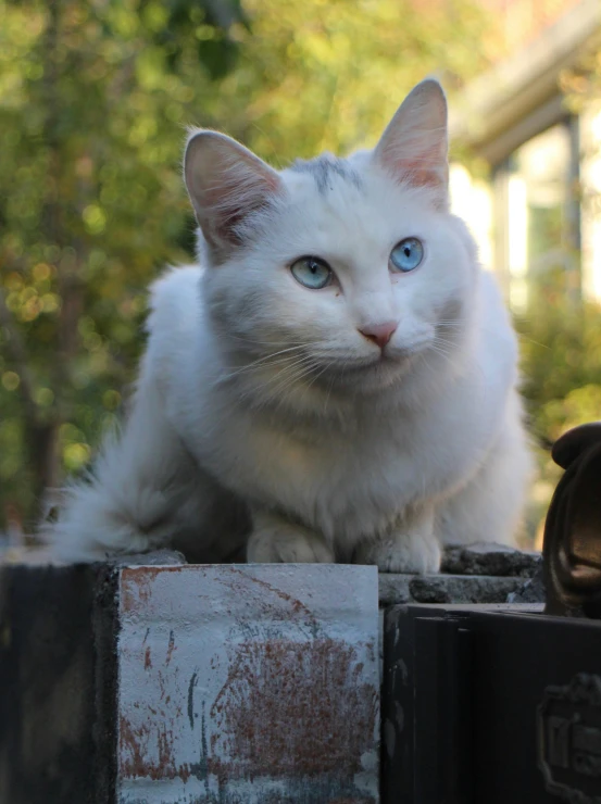 a white cat sitting on top of a trash can