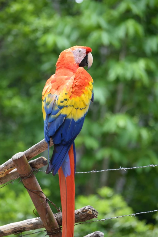 a colorful parrot sitting on top of a tree branch, posing for a picture