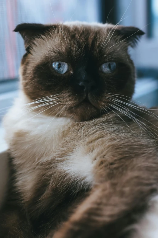a close up of a cat sitting on a window sill, by Adam Rex, trending on unsplash, aesthetic siamese cat, lying on a fuzzy blanket, blue eyes and a wide face, high quality photo