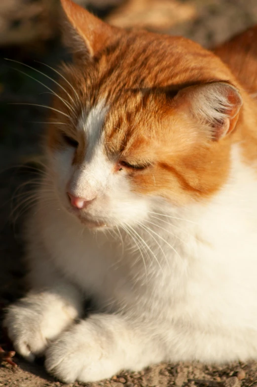 an orange and white cat laying on the ground, golden hour sun, close up photograph, moulting, pouty