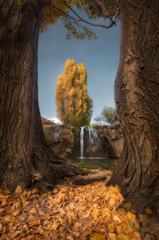 a forest filled with lots of trees next to a waterfall, by Ibrahim Kodra, desert oasis, autum, portrait shot, willows