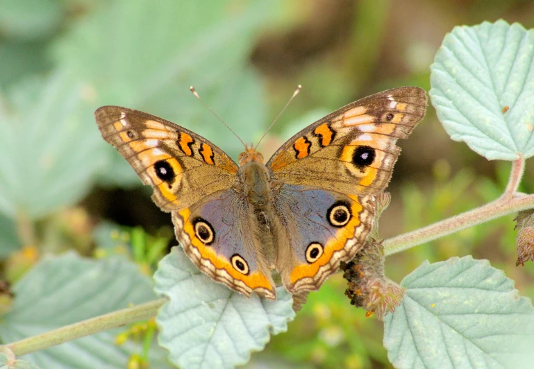 a close up of a butterfly on a leaf, honey - colored eyes, cobalt coloration, an owl, 1 female