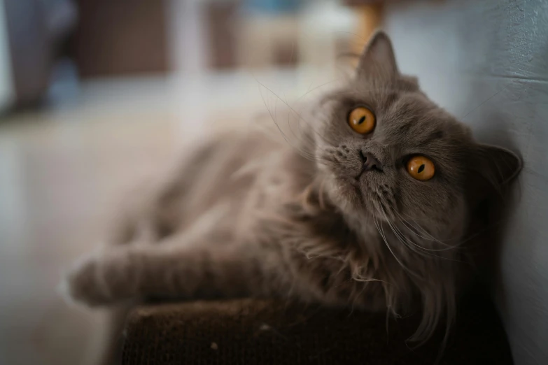 a cat that is laying down on the floor, a portrait, by Jan Tengnagel, pexels contest winner, arabesque, grey orange, persian princess, cinematic close shot, portrait of a small